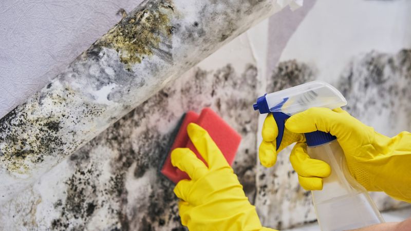 Mold Restoration in Bergen County, NJ