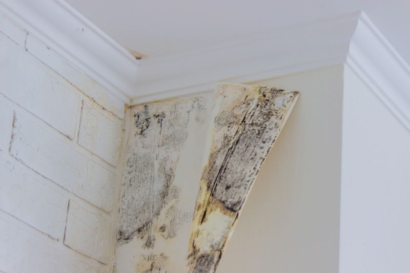Mold Restoration in West Palm Beach, FL