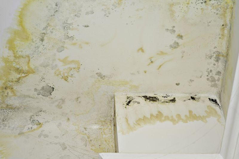 White Mold Mitigation in Fort Worth, TX