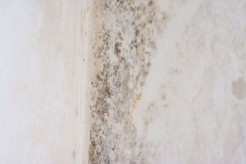White Mold Mitigation in Frisco, TX